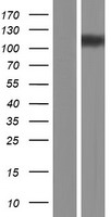 ACTN3 Protein - Western validation with an anti-DDK antibody * L: Control HEK293 lysate R: Over-expression lysate