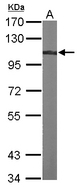 ACTN4 Antibody - Sample (30 ug of whole cell lysate). A: NIH-3T3. 7.5% SDS PAGE. ACTN4 antibody diluted at 1:1000.
