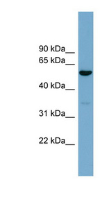ACTR10 Antibody - ACTR10 antibody Western blot of 293T cell lysate. This image was taken for the unconjugated form of this product. Other forms have not been tested.