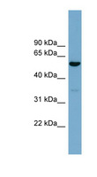 ACTR10 Antibody - ACTR10 antibody Western blot of 293T cell lysate. This image was taken for the unconjugated form of this product. Other forms have not been tested.