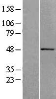 ACTR10 Protein - Western validation with an anti-DDK antibody * L: Control HEK293 lysate R: Over-expression lysate