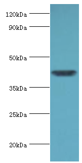 ACTR1A / Centractin Antibody - Western blot. All lanes: Alpha-centractin antibody at 7 ug/ml+mouse brain tissue. Secondary antibody: Goat polyclonal to rabbit at 1:10000 dilution. Predicted band size: 43 kDa. Observed band size: 43 kDa.