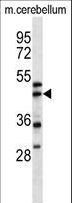 ACTR1A / Centractin Antibody - ACTR1A Antibody western blot of mouse cerebellum tissue lysates (35 ug/lane). The ACTR1A antibody detected the ACTR1A protein (arrow).