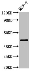 ACTR1A / Centractin Antibody - Western Blot Positive WB detected in:MCF-7 whole cell lysate All Lanes:ACTR1A antibody at 1µg/ml Secondary Goat polyclonal to rabbit IgG at 1/50000 dilution Predicted band size: 43 KDa Observed band size: 43 KDa