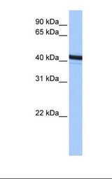 ACTR1B Antibody - HepG2 cell lysate. Antibody concentration: 0.5 ug/ml. Gel concentration: 12%.  This image was taken for the unconjugated form of this product. Other forms have not been tested.