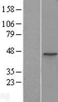ACTR1B Protein - Western validation with an anti-DDK antibody * L: Control HEK293 lysate R: Over-expression lysate