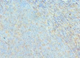 ACTR2 / ARP2 Antibody - Immunohistochemistry of paraffin-embedded human tonsil using antibody at 1:100 dilution.