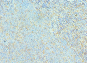 ACTR2 / ARP2 Antibody - Immunohistochemistry of paraffin-embedded human tonsil tissue using ACTR2 Antibody at dilution of 1:100