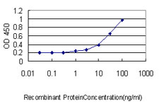 ACTR2 / ARP2 Antibody - Detection limit for recombinant GST tagged ACTR2 is approximately 0.03 ng/ml as a capture antibody.