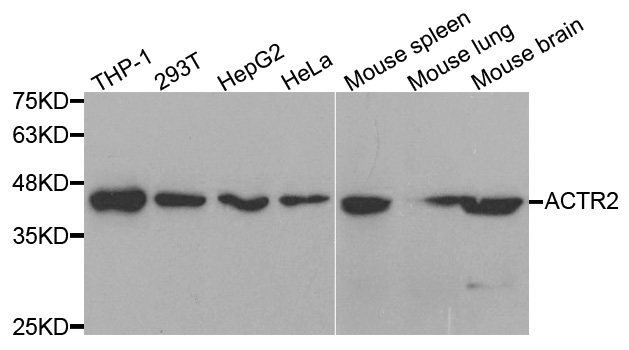 ACTR2 / ARP2 Antibody - Western blot analysis of extracts of various cell lines.