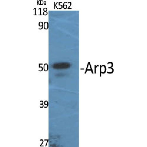 ACTR3 Antibody - Western blot of Arp3 antibody