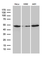 ACTR3 Antibody - Western blot analysis of extracts. (35ug) from 3 cell lines by using anti-ACTR3 monoclonal antibody. (1:500)