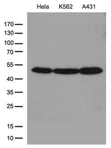 ACTR3 Antibody - Western blot analysis of extracts. (35ug) from cell lines by using anti-ACTR3 monoclonal antibody. (1:500)