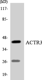 ACTR3 Antibody - Western blot analysis of the lysates from COLO205 cells using ACTR3 antibody.