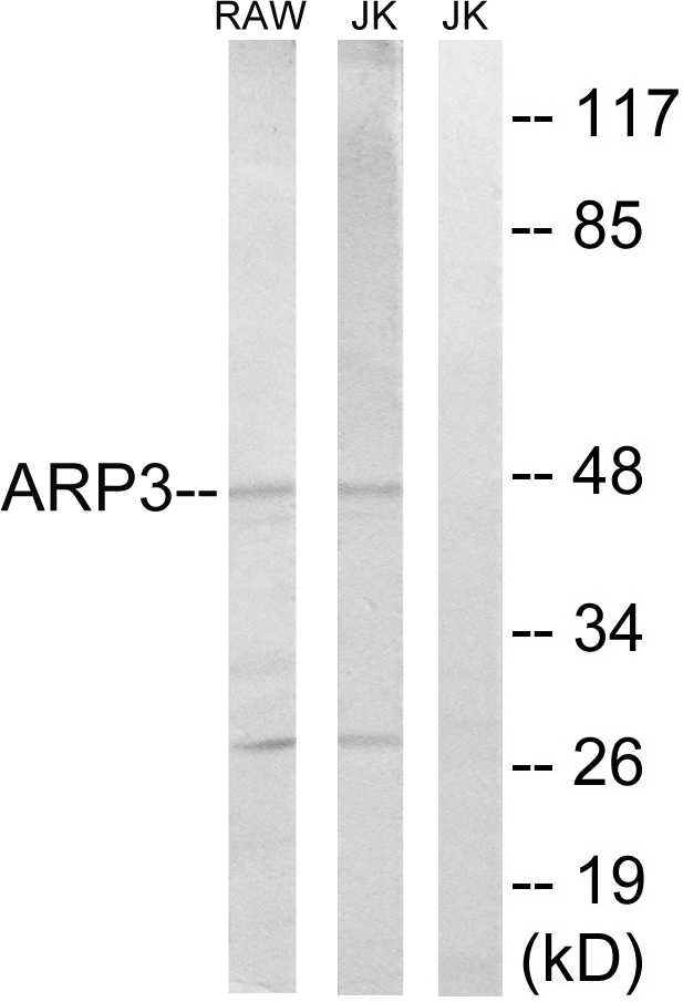 ACTR3 Antibody - Western blot analysis of lysates from Jurkat and RAW264.7 cells, using ACTR3 Antibody. The lane on the right is blocked with the synthesized peptide.