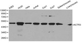ACTR3 Antibody - Western blot of ACTR3 pAb in extracts from K562, HL60, Hela, Jurkat, COS1, COS7 cells and mouse spleen, liver tissues.