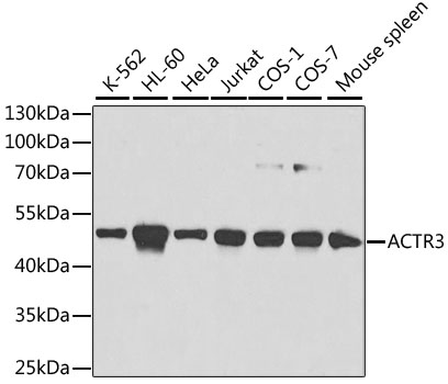 ACTR3 Antibody - Western blot analysis of extracts of various cell lines, using ACTR3 antibody at 1:1000 dilution. The secondary antibody used was an HRP Goat Anti-Rabbit IgG (H+L) at 1:10000 dilution. Lysates were loaded 25ug per lane and 3% nonfat dry milk in TBST was used for blocking. An ECL Kit was used for detection.