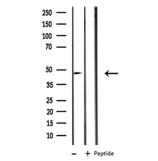 ACTR3 Antibody - Western blot analysis of extracts of RAW264.7 cells using ACTR3 antibody.