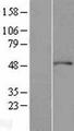ACTR3 Protein - Western validation with an anti-DDK antibody * L: Control HEK293 lysate R: Over-expression lysate