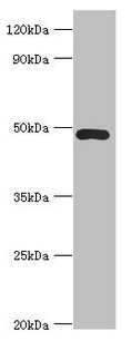 ACTR3B / ARP4 Antibody - Western blot All lanes: ACTR3B antibody at 8µg/ml + HepG2 whole cell lysate Secondary Goat polyclonal to rabbit IgG at 1/10000 dilution Predicted band size: 48, 38, 40 kDa Observed band size: 48 kDa