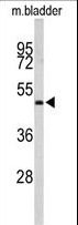 ACTR3B / ARP4 Antibody - Western blot of ACTR3B Antibody in mouse bladder tissue lysates (35 ug/lane). ACTR3B (arrow) was detected using the purified antibody.