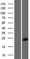 ACTR3C Protein - Western validation with an anti-DDK antibody * L: Control HEK293 lysate R: Over-expression lysate