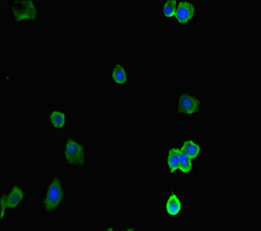 ACTR5 / ARP5 Antibody - Immunofluorescent analysis of HepG-2 cells diluted at 1:100 and Alexa Fluor 488-congugated AffiniPure Goat Anti-Rabbit IgG(H+L)