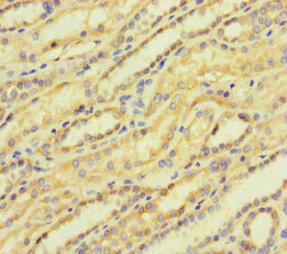 ACTR5 / ARP5 Antibody - Immunohistochemistry of paraffin-embedded human kidney tissue at dilution of 1:100
