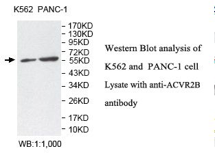 ACTRIIB / ACVR2B Antibody