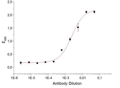 ACTRIIB / ACVR2B Antibody - ELISA detection using anti-Activin Receptor IIB, pAb (IG-510) . Wells were coated with 100ul of ACTR-IIB extracellular domain (ecd) at 2ug/ml. For detection different dilutions of anti-Activin Receptor IIB, pAb (IG-510) stock solution (500ug/ml) were applied, followed by an ALP-conjugated goat-anti-rabbit antibody.