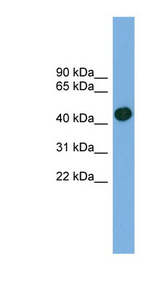 ACTRT1 Antibody - ACTRT1 antibody Western blot of 721_B cell lysate. This image was taken for the unconjugated form of this product. Other forms have not been tested.