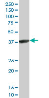 ACTRT2 Antibody - ACTRT2 monoclonal antibody (M03), clone 2E10. Western blot of ACTRT2 expression in HepG2.