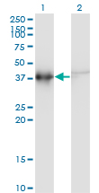 ACTRT2 Antibody - Western blot of ACTRT2 expression in transfected 293T cell line by ACTRT2 monoclonal antibody (M03), clone 2E10.