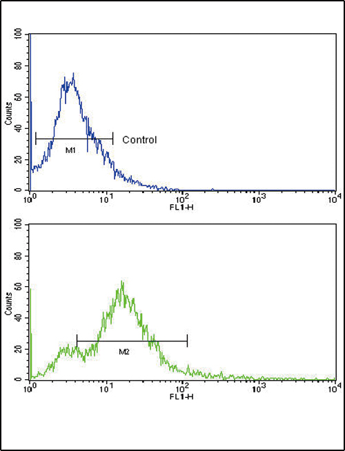 ACVR1B / ALK4 Antibody - Flow cytometric of 293 cells using Activin A Receptor Type IB (ACVR1B) Antibody (bottom histogram) compared to a negative control cell (top histogram). FITC-conjugated goat-anti-rabbit secondary antibodies were used for the analysis.