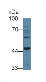 ACVR1B / ALK4 Antibody - Western Blot; Sample: Human 293T cell lysate; Primary Ab: 3µg/ml Rabbit Anti-Human ACVR1B Antibody Second Ab: 0.2µg/mL HRP-Linked Caprine Anti-Rabbit IgG Polyclonal Antibody