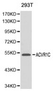 ACVR1C / ALK7 Antibody - Western blot of ACVR1C pAb in extracts from 293T cells.