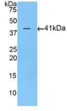 ACVR2 / ACVR2A Antibody - Western Blot; Sample: Recombinant ACVR2A, Human.