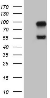 ACVR2 / ACVR2A Antibody - HEK293T cells were transfected with the pCMV6-ENTRY control (Left lane) or pCMV6-ENTRY ACVR2A (Right lane) cDNA for 48 hrs and lysed. Equivalent amounts of cell lysates (5 ug per lane) were separated by SDS-PAGE and immunoblotted with anti-ACVR2A (1:500).