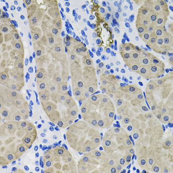 ACVR2 / ACVR2A Antibody - Immunohistochemistry of paraffin-embedded mouse kidney tissue.