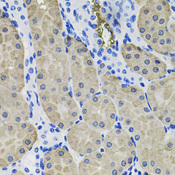 ACVR2 / ACVR2A Antibody - Immunohistochemistry of paraffin-embedded mouse kidney tissue.