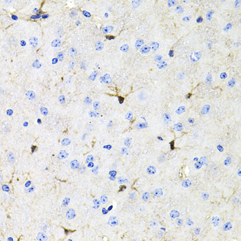 ACVR2 / ACVR2A Antibody - Immunohistochemistry of paraffin-embedded mouse brain tissue.