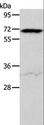 ACVR2 / ACVR2A Antibody - Western blot analysis of HeLa cell, using ACVR2A Polyclonal Antibody at dilution of 1:400.