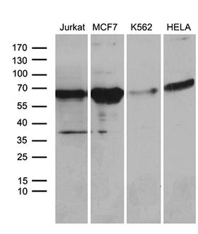 ACVRL1 Antibody - Western blot analysis of extracts. (35ug) from 4 different cell lines by using anti-ACVRL1 monoclonal antibody. (1:500)