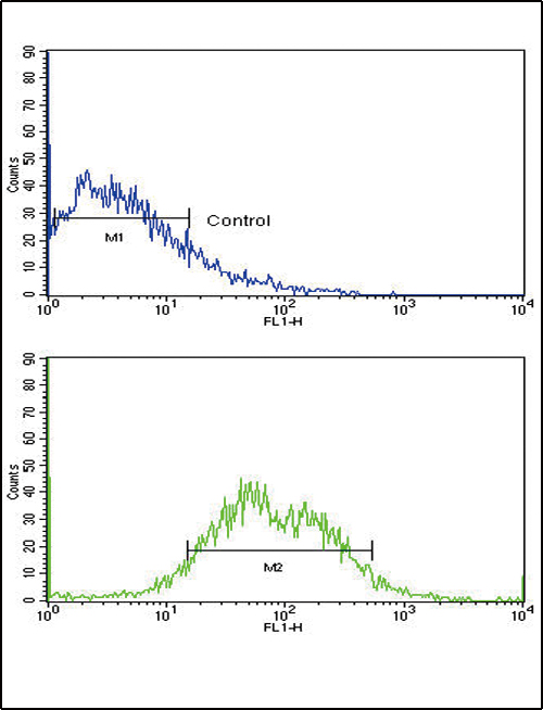 ACVRL1 Antibody - Flow cytometric of HepG2 cells using ACVRL1 Antibody (bottom histogram) compared to a negative control cell (top histogram). FITC-conjugated goat-anti-rabbit secondary antibodies were used for the analysis.