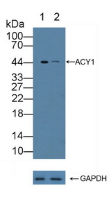 ACY1 / Aminoacylase 1 Antibody - Knockout Varification: Lane 1: Wild-type K562 cell lysate; Lane 2: ACY1 knockout K562 cell lysate; Predicted MW: 46,42,38kd Observed MW: 44kd Primary Ab: 2µg/ml Rabbit Anti-Human ACY1 Antibody Second Ab: 0.2µg/mL HRP-Linked Caprine Anti-Rabbit IgG Polyclonal Antibody