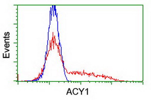 ACY1 / Aminoacylase 1 Antibody - HEK293T cells transfected with either overexpress plasmid (Red) or empty vector control plasmid (Blue) were immunostained by anti-ACY1 antibody, and then analyzed by flow cytometry.