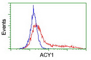 ACY1 / Aminoacylase 1 Antibody - HEK293T cells transfected with either overexpress plasmid (Red) or empty vector control plasmid (Blue) were immunostained by anti-ACY1 antibody, and then analyzed by flow cytometry.