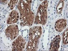 ACY1 / Aminoacylase 1 Antibody - IHC of paraffin-embedded Human Kidney tissue using anti-ACY1 mouse monoclonal antibody.