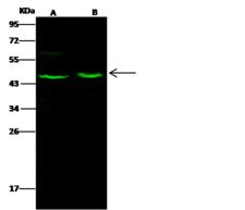 ACY1 / Aminoacylase 1 Antibody - Anti-ACY1 rabbit polyclonal antibody at 1:500 dilution. Lane A: K562 Whole Cell Lysate. Lane B: HepG2 Whole Cell Lysate. Lysates/proteins at 30 ug per lane. Secondary: Goat Anti-Rabbit IgG H&L (Dylight 800) at 1/10000 dilution. Developed using the Odyssey technique. Performed under reducing conditions. Predicted band size: 46 kDa. Observed band size: 46 kDa.