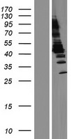 ACY1 / Aminoacylase 1 Protein - Western validation with an anti-DDK antibody * L: Control HEK293 lysate R: Over-expression lysate